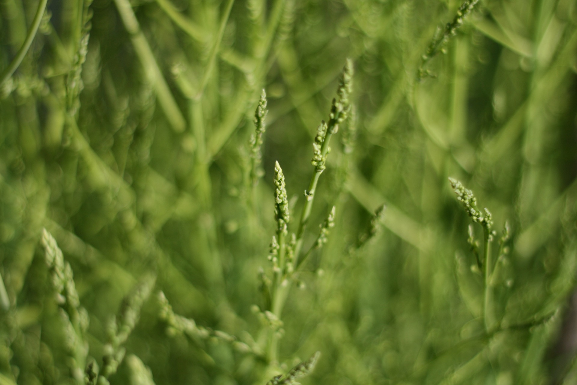 Wilder Spargel auch als Waldspargel bekannt